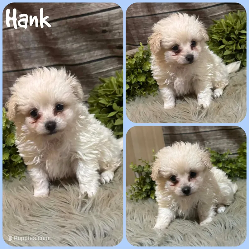 Hank – Pomapoo puppy for sale in Jacksonville, FL