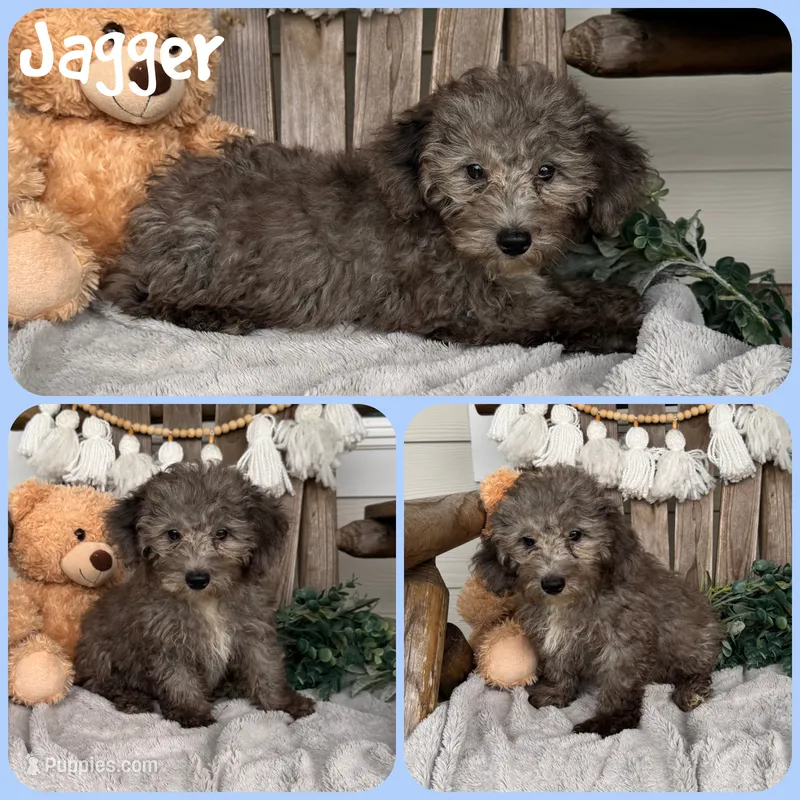 Jagger – Schnoodle puppy for sale in Jacksonville, FL
