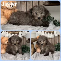 Jagger, a male Schnoodle for sale in Jacksonville, FL – 1 of 1