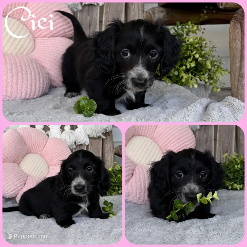 Cici – Miniature Dachshund puppy for sale in Jacksonville, FL