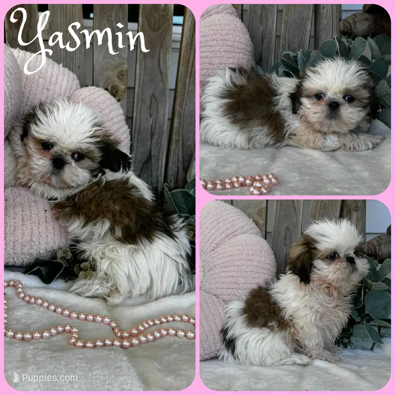 Yasmin