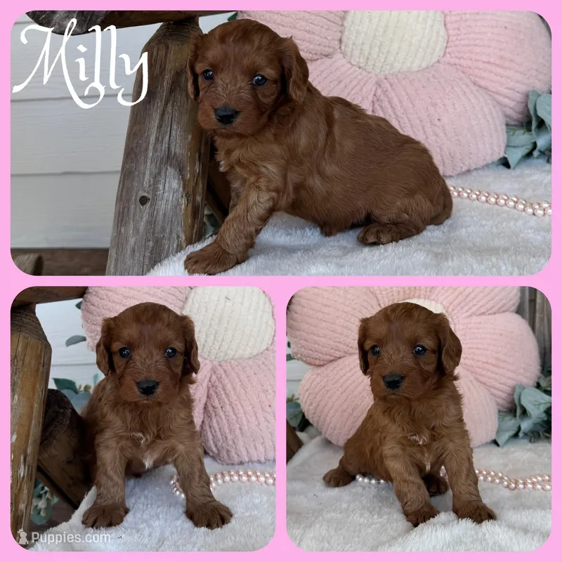 Milly – Cavapoo puppy for sale in Jacksonville, FL