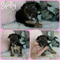 Holly, a female Yorkshire Terrier for sale in Jacksonville, FL – 1 of 1