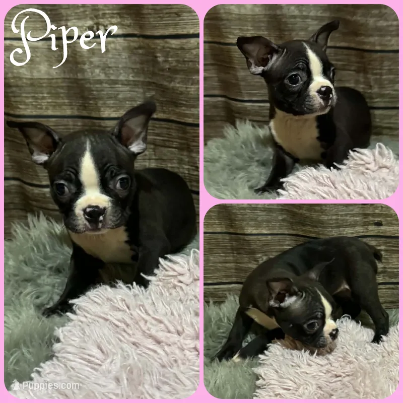 Piper – Boston Terrier puppy for sale in Jacksonville, FL