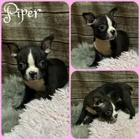 Piper, a female Boston Terrier for sale in Jacksonville, FL – 1 of 1