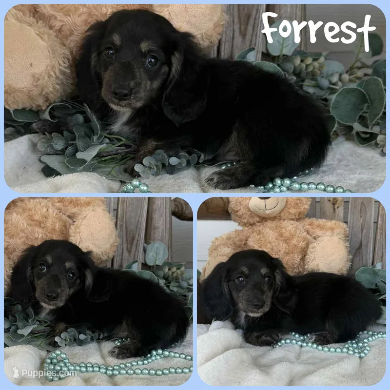 Forrest – Miniature Dachshund puppy for sale in Jacksonville, FL