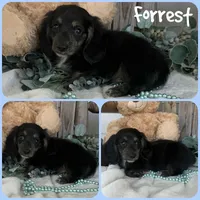 Forrest, a male Miniature Dachshund for sale in Jacksonville, FL – 1 of 1