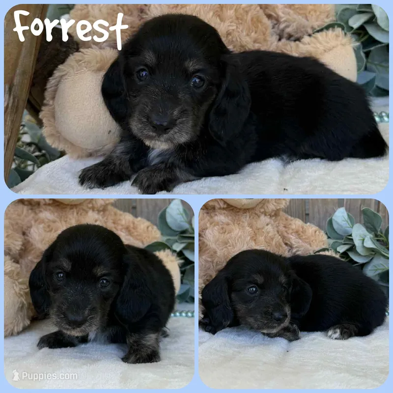 Forrest – Miniature Dachshund puppy for sale in Jacksonville, FL