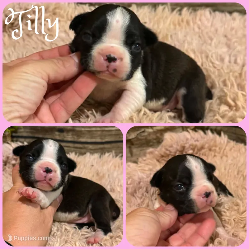 Tilly – Boston Terrier puppy for sale in Jacksonville, FL
