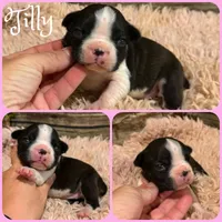 Tilly, a female Boston Terrier for sale in Jacksonville, FL – 1 of 1