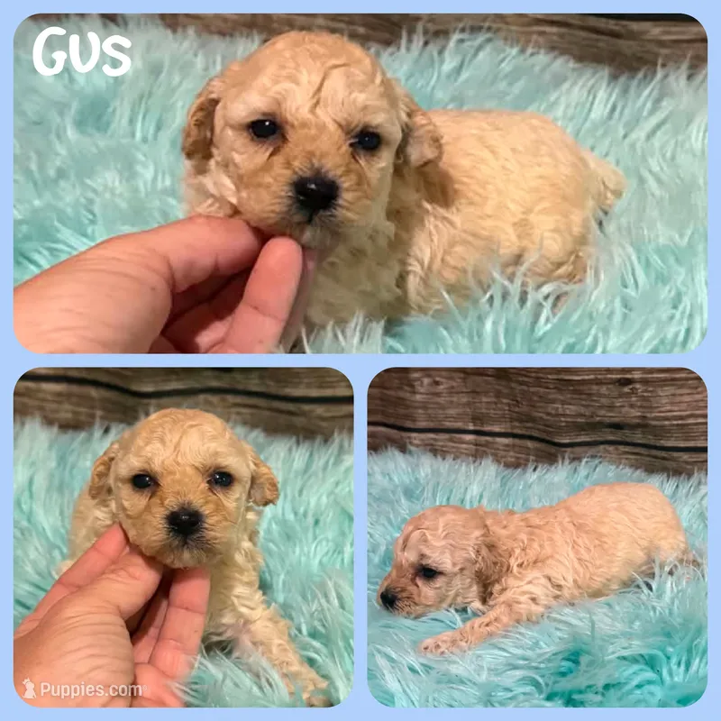 Gus – Poodle - Toy  puppy for sale in Jacksonville, FL