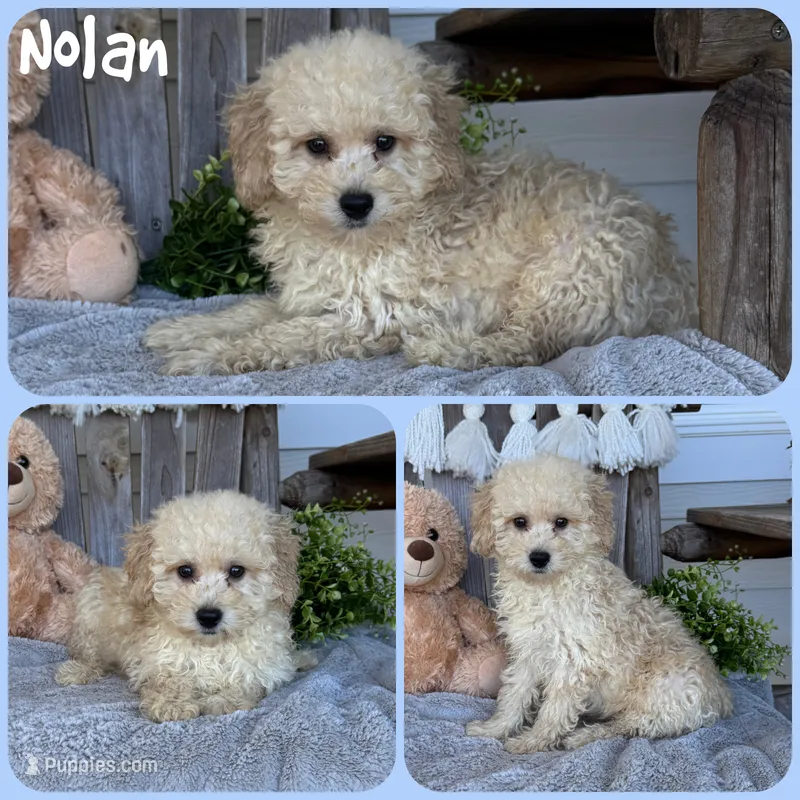 Nolan – Poodle - Toy  puppy for sale in Jacksonville, FL