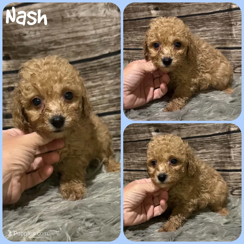 Nash – Poodle - Toy  puppy for sale in Jacksonville, FL