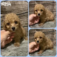 Nash, a male Poodle - Toy  for sale in Jacksonville, FL – 1 of 1