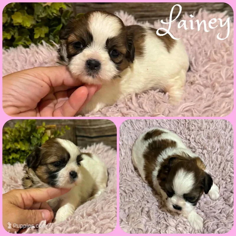 Lainey – Shih Tzu puppy for sale in Jacksonville, FL