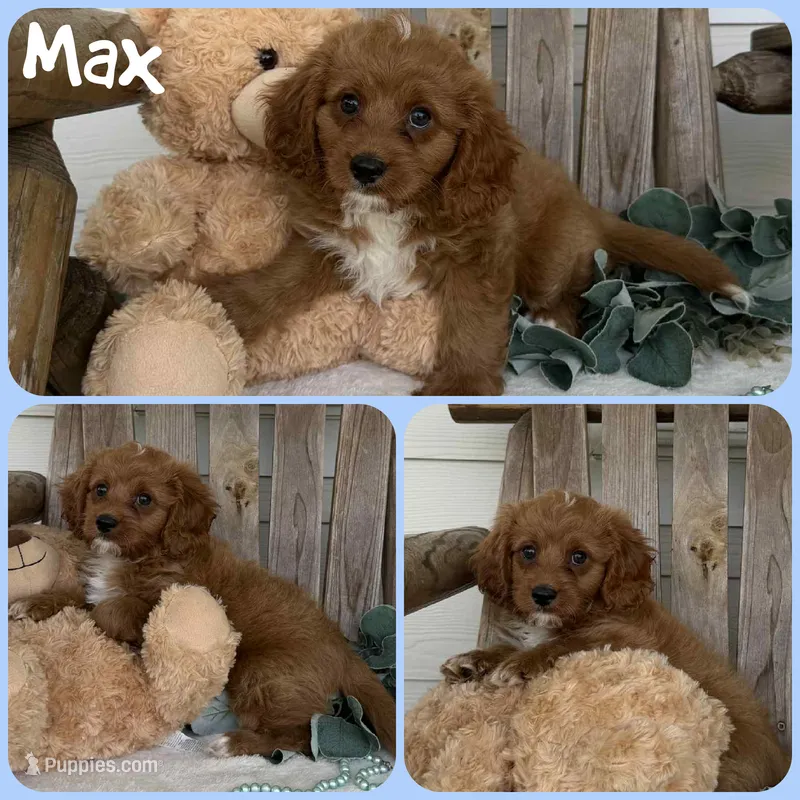 Max – Cavapoo puppy for sale in Jacksonville, FL