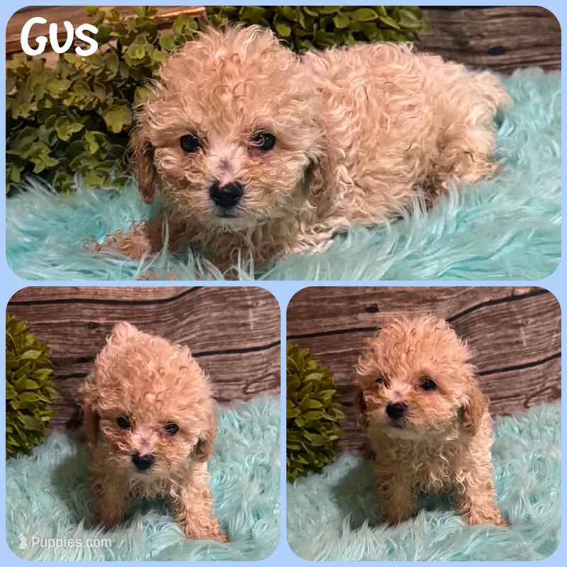 Gus – Poodle - Toy  puppy for sale in Jacksonville, FL