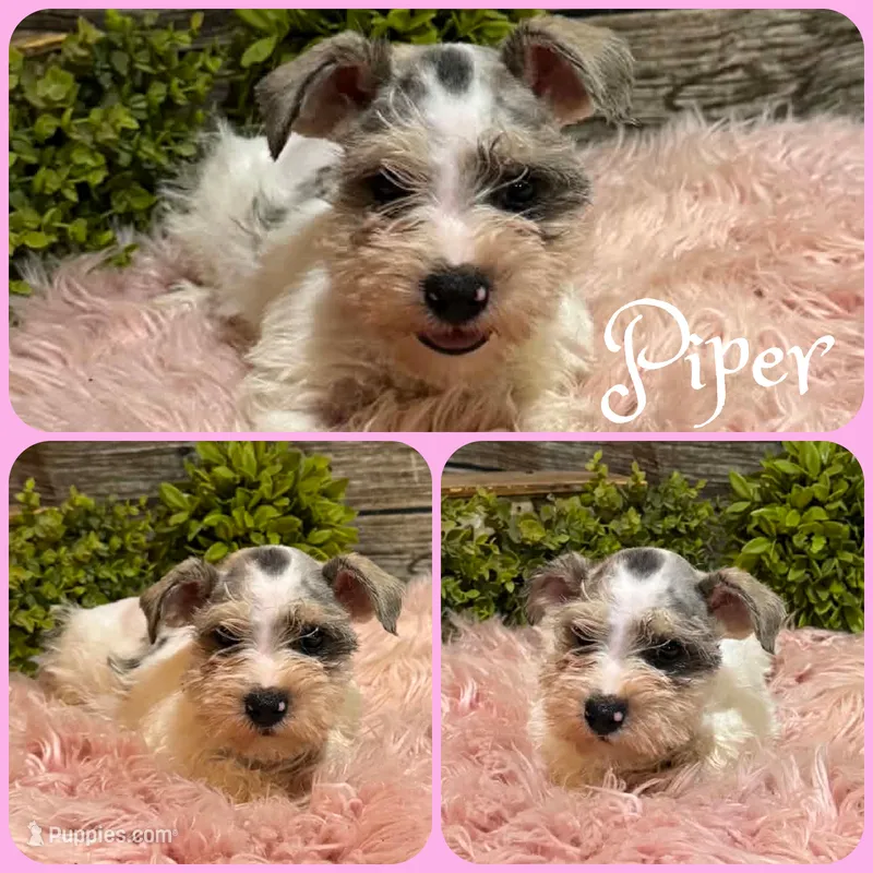 Piper – Miniature Schnauzer puppy for sale in Jacksonville, FL