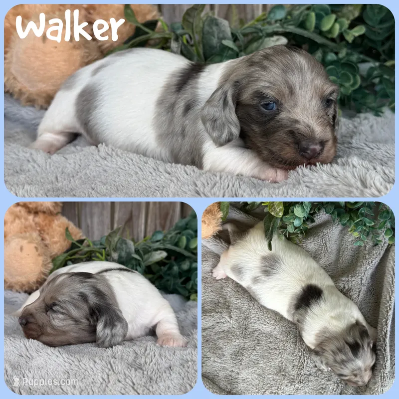 Walker – Miniature Dachshund puppy for sale in Jacksonville, FL
