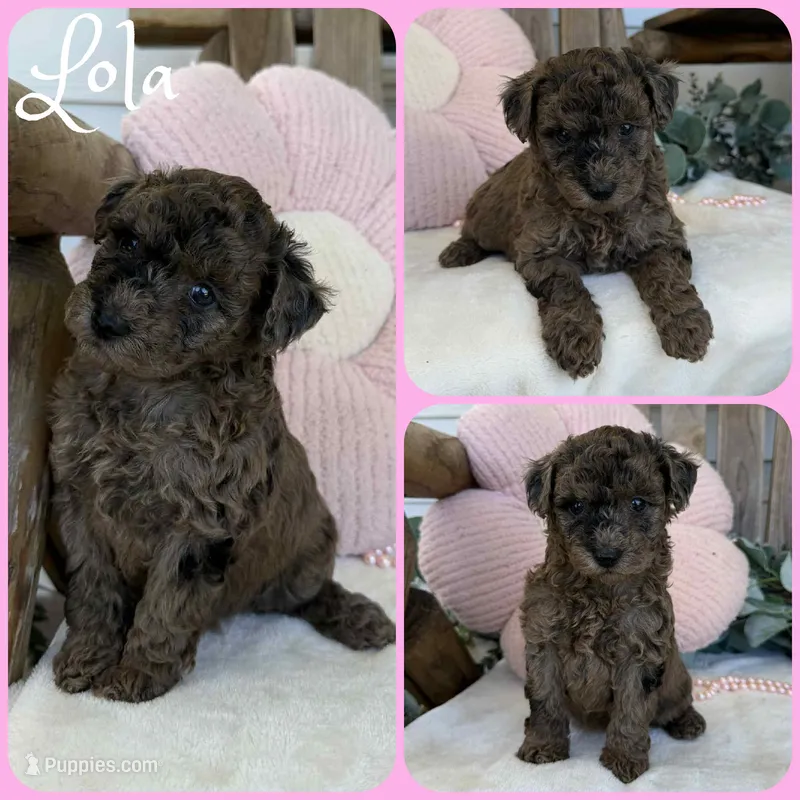 Lola – Poodle - Toy  puppy for sale in Jacksonville, FL