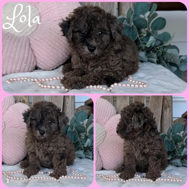 Lola – Poodle - Toy  puppy for sale in Jacksonville, FL
