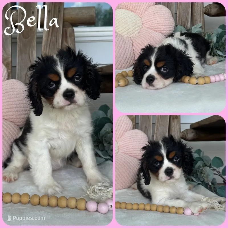 Bella – Cavalier King Charles Spaniel puppy for sale in Jacksonville, FL