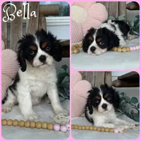 Bella, a female Cavalier King Charles Spaniel for sale in Jacksonville, FL – 1 of 1