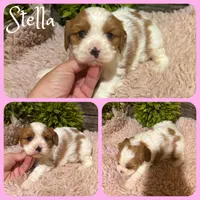 Stella, a female Cavapoo for sale in Jacksonville, FL – 1 of 1
