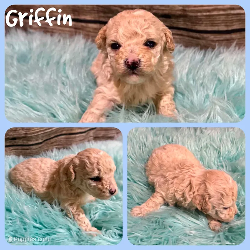Griffin – Poodle - Toy  puppy for sale in Jacksonville, FL