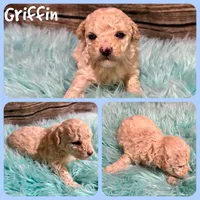 Griffin, a male Poodle - Toy  for sale in Jacksonville, FL – 1 of 1