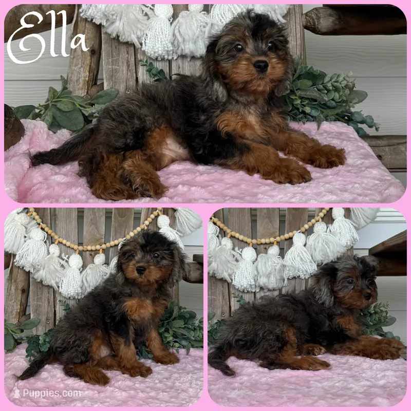 Ella – Cavapoo puppy for sale in Jacksonville, FL