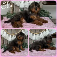 Ella, a female Cavapoo for sale in Jacksonville, FL – 1 of 1