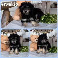 Frankie, a male Poodle - Toy  for sale in Jacksonville, FL – 1 of 1