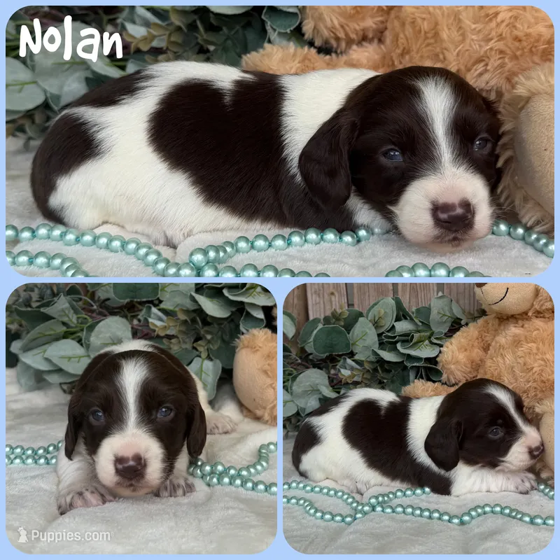 Nolan – Miniature Dachshund puppy for sale in Jacksonville, FL