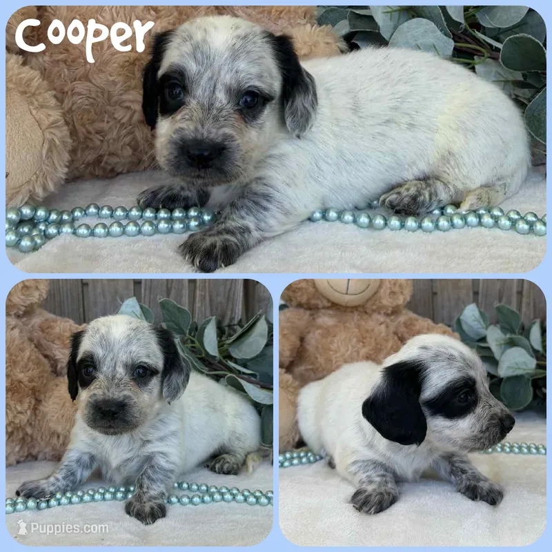 Cooper – Miniature Dachshund puppy for sale in Jacksonville, FL