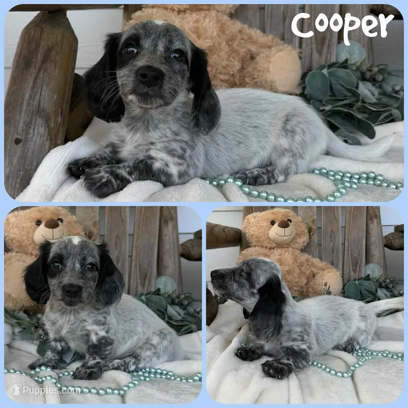 Cooper – Miniature Dachshund puppy for sale in Jacksonville, FL