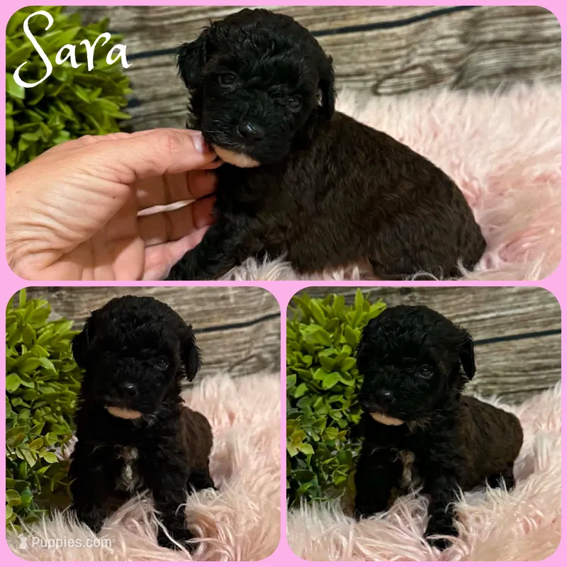 Sara – Poodle - Toy  puppy for sale in Jacksonville, FL