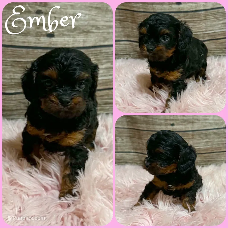 Ember – Cavapoo puppy for sale in Jacksonville, FL