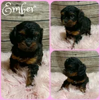 Ember, a female Cavapoo for sale in Jacksonville, FL – 1 of 1