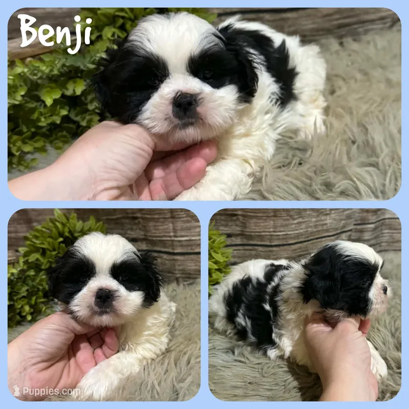 Benji – Shih Tzu puppy for sale in Jacksonville, FL