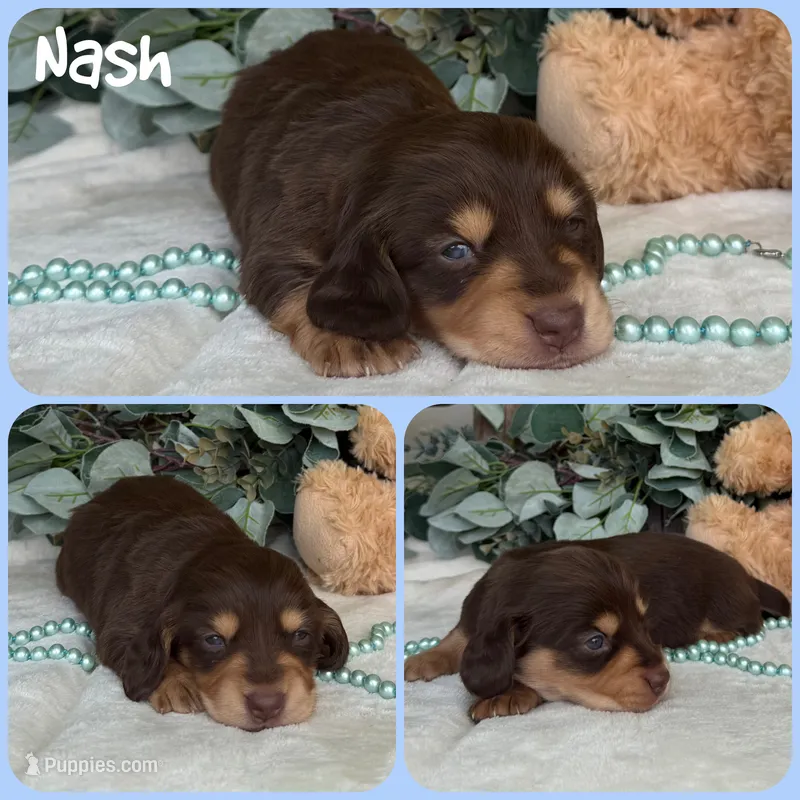 Nash – Miniature Dachshund puppy for sale in Jacksonville, FL