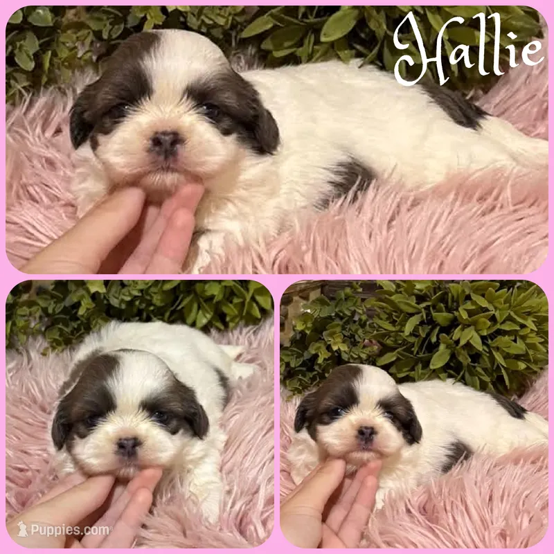 Hallie, a female Shih Tzu for sale in Jacksonville, FL – 1 of 1