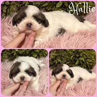 Hallie, a female Shih Tzu for sale in Jacksonville, FL – 1 of 1