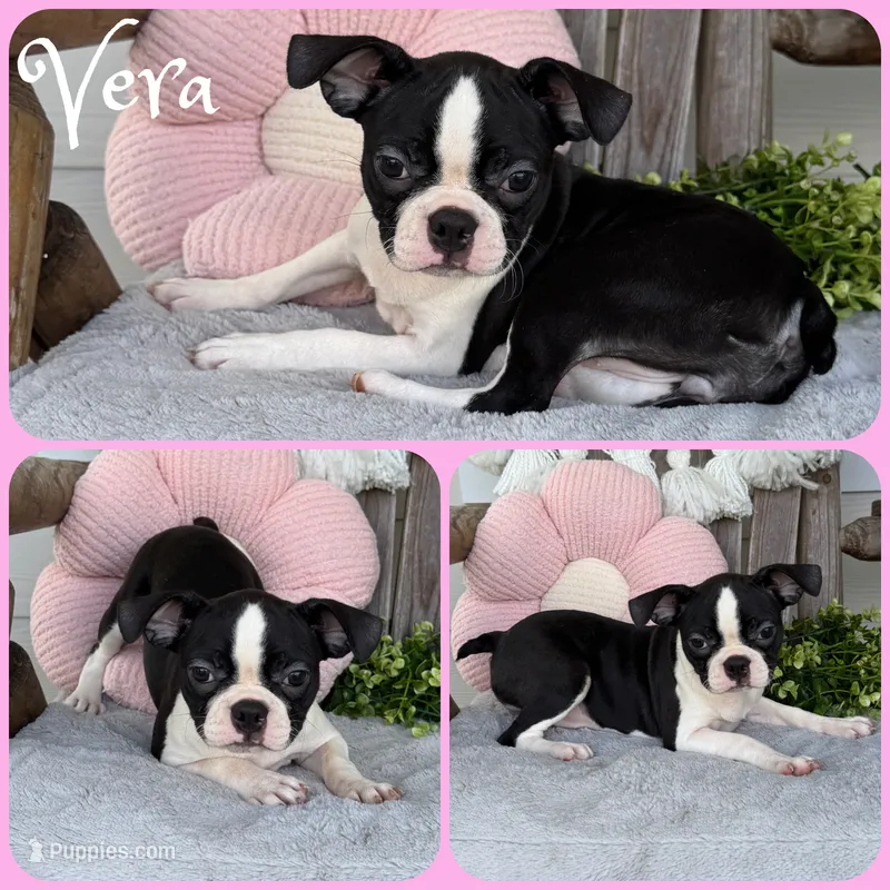 Vera – Boston Terrier puppy for sale in Jacksonville, FL