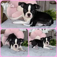 Vera, a female Boston Terrier for sale in Jacksonville, FL – 1 of 1