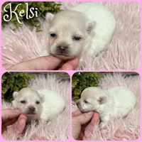 Kelsi, a female Pomeranian for sale in Jacksonville, FL – 1 of 1