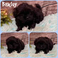 Baxley, a male Shih Tzu for sale in Jacksonville, FL – 1 of 1