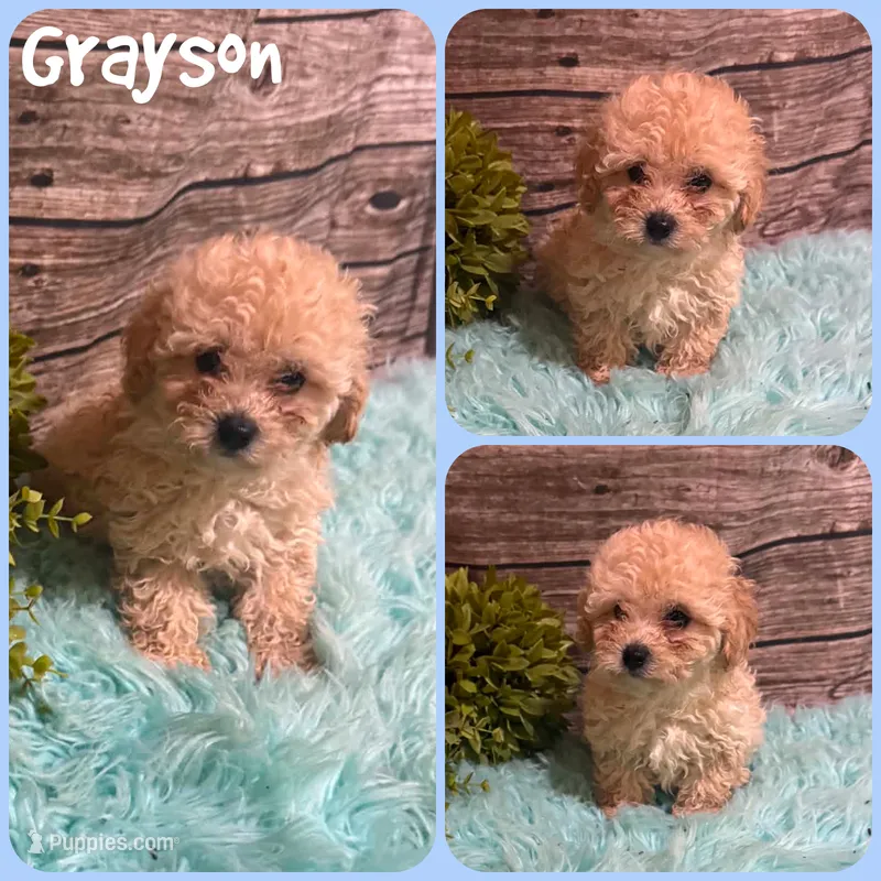Grayson – Poodle - Toy  puppy for sale in Jacksonville, FL
