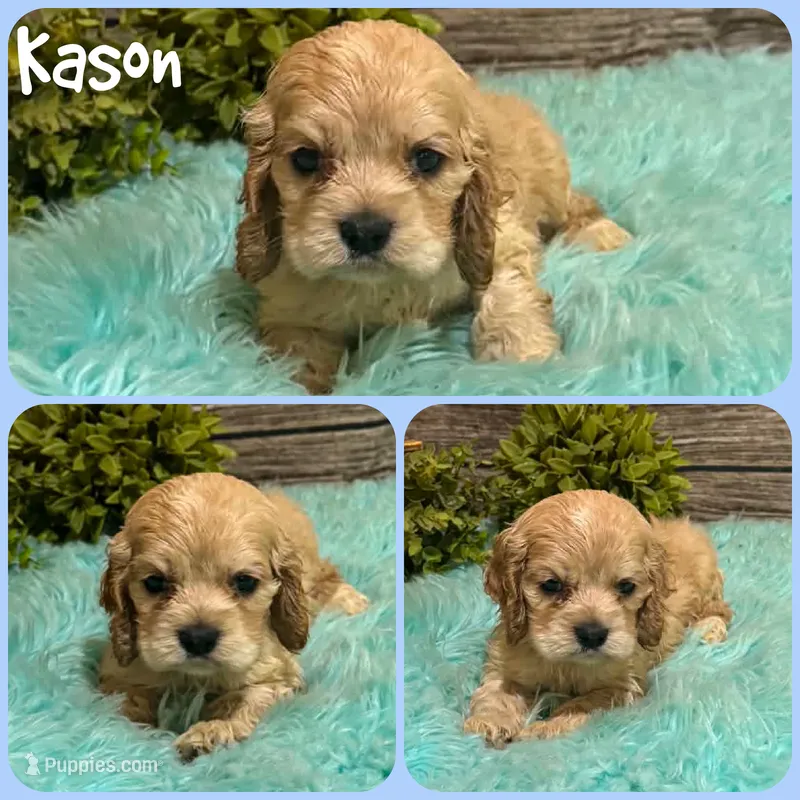Kason – Cocker Spaniel puppy for sale in Jacksonville, FL