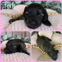Fern, a female Miniature Dachshund for sale in Jacksonville, FL – 1 of 1